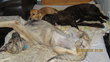 Le gite canin : Club de vacances pour chiens.