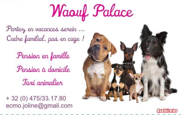 Pension pour chien en famille et dogsitting