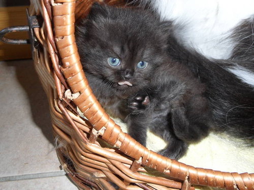 Je me propose pour garder vos chats à domicile