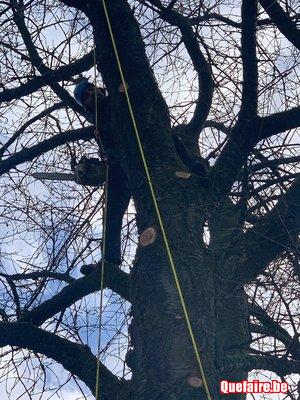 Elagage, Abattage, Dessouchage, Parc et jardin,...