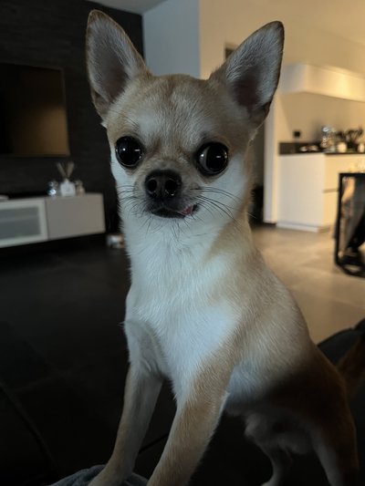 Chihuahua