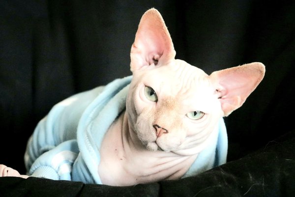 Sphynx pour saillie