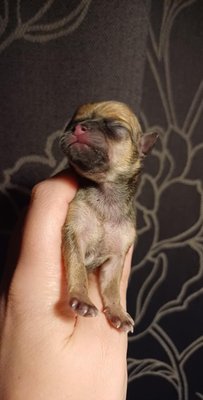 Magnifiques Chihuahuas