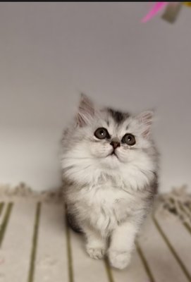 Chatons British Shorthair