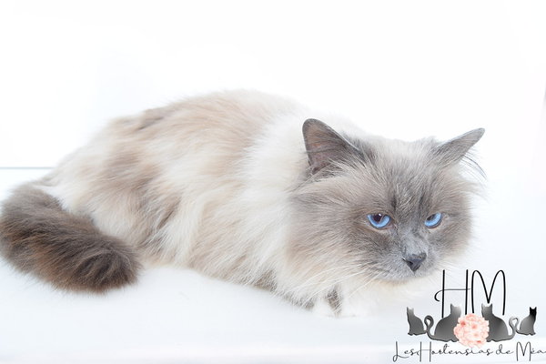 Birman Bleu point