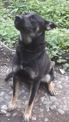 Berger croisé Shar Pei 5 ans à donner–Femelle affectueuse
