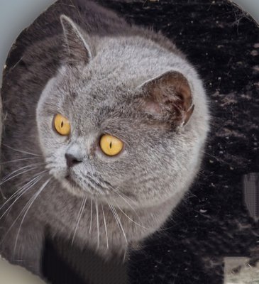 Femelle Adulte bleue shorthair