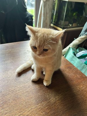 Chaton Scottish