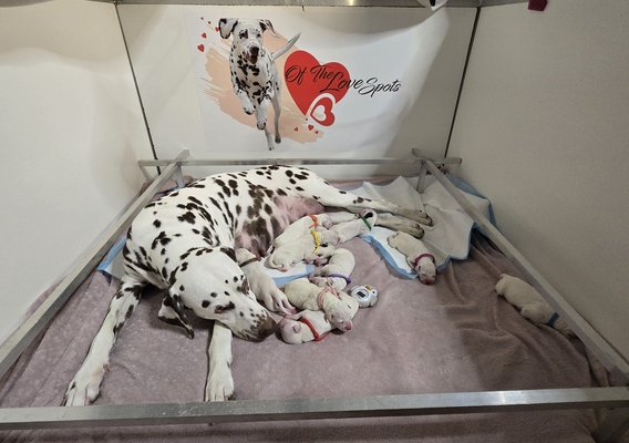 Bébés Dalmatiens pleins papiers et tests