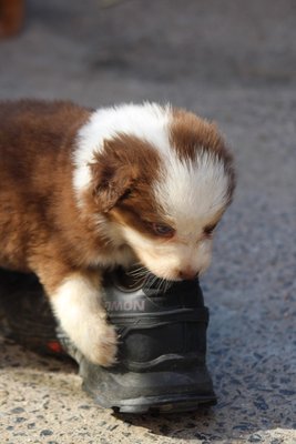 Chiots berger australien