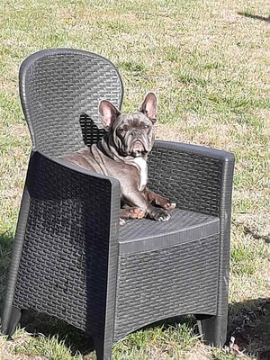 Magnifique bouledogue francais femelle bleu