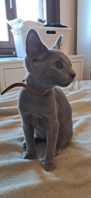 Chaton bleu russe