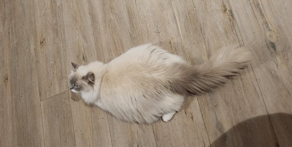 Portée de croisé Maine Coon et ragdoll