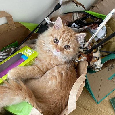 Je donne Garfield