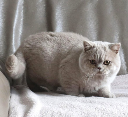 Magnifique chaton British Shorthair Lilac