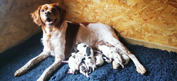 Chiot pagneul breton, pedigree FCI