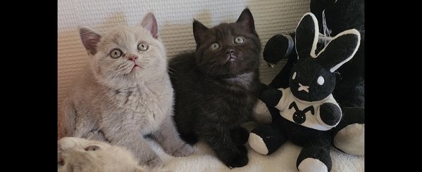 British shorthair : Lillac  , bleu ,  black et chocolat