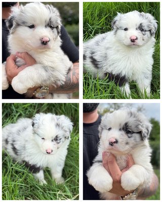 Magnifique chiot berger australien bleu merle mle