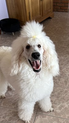 Caniche standard femelle
