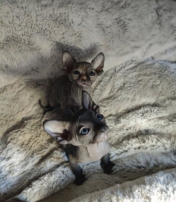 Sphynx Chatons disponibles a la réservation