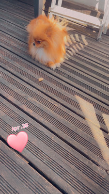 Poméranie