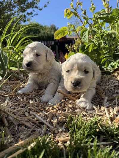 Golden retriever
