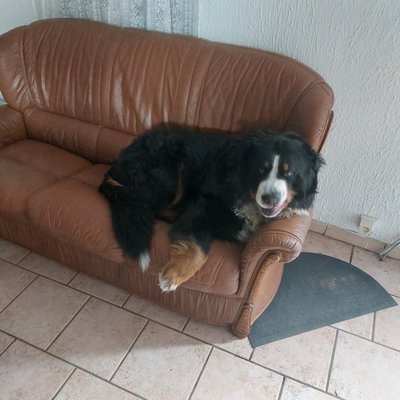Bouvier pour saillie