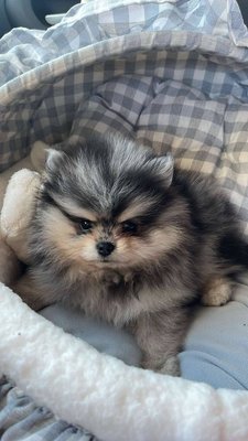 Spitz pomeranian