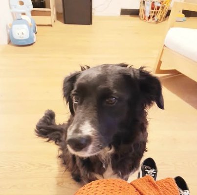 Billie, femelle Border Collie x Golden retriever à donner