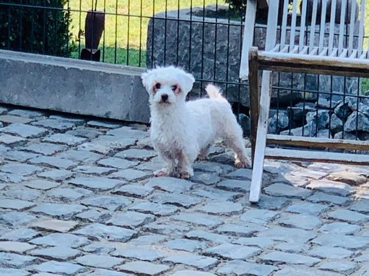 Bichon maltais mâle de 2,5 ans