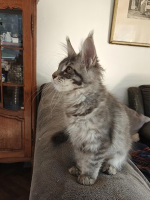 Chatterie Devil coonsune chatonne bleue silver