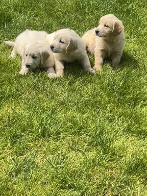Golden retriever