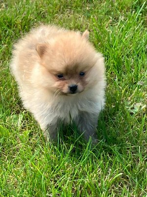 Spitz
