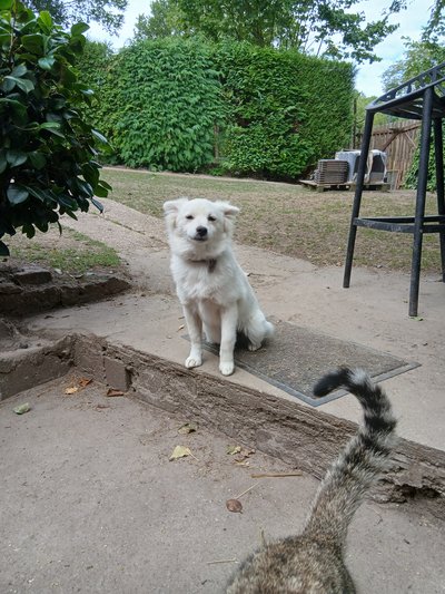 Spitz