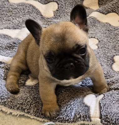 Bouledogue Français disponible à la réservation