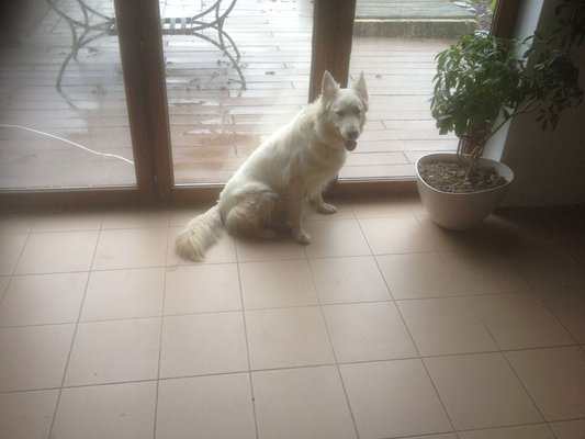 Femelle berger blanc Suisse à donner.