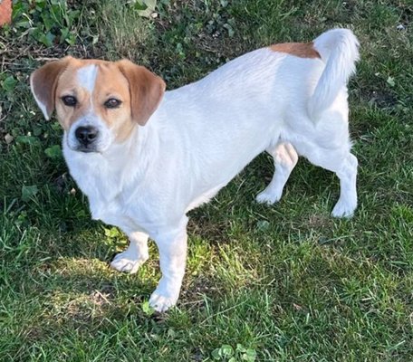 à donner Siska jack russell croisé terrier femelle Tournai