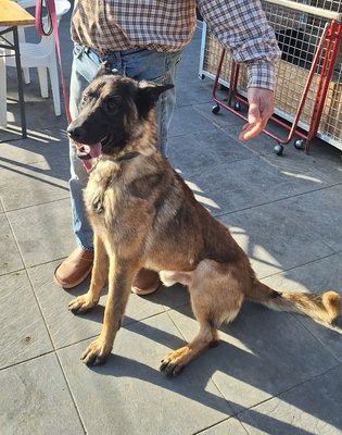 A réservés chiots Malinois