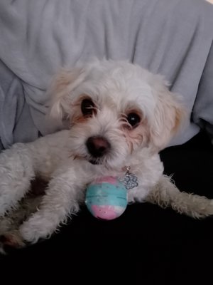 Saillie Bichon Maltais mâle 1 an