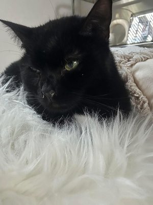 Kalisté (Kali)  Femelle European Shorthair de 6 ans à pla