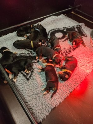 9 Magnifiques Bébés Pure Race