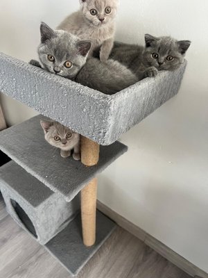 Chatons british