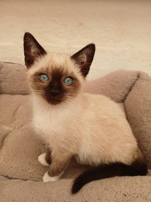 Chatons Siamois
