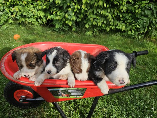 Border collie