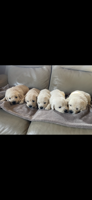 Chiots golden retriever