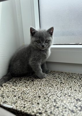 Magnifique chaton
