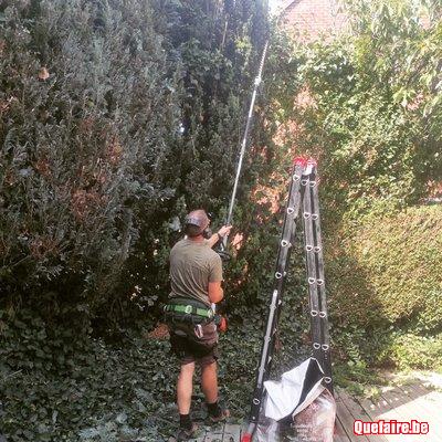 Taille de haies / Tonte de pelouses / Élagage d