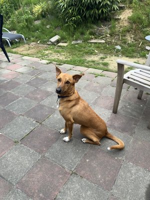 Jambo, chien de 5 ans à donner