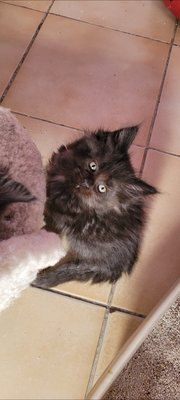 Chaton mâle Maine Coon