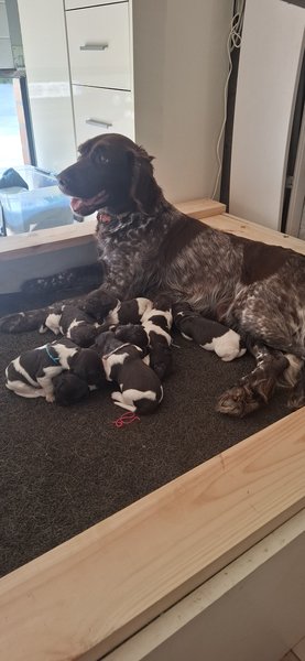 Chiots petit epagneul musterlander